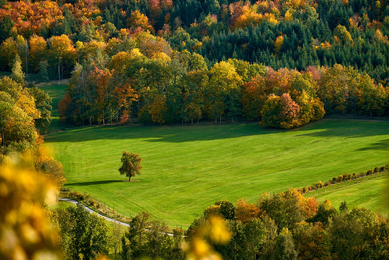 forest and trees